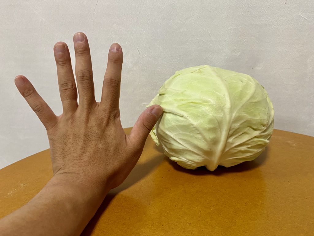 らでぃっしゅぼーや　キャベツ　大きさ